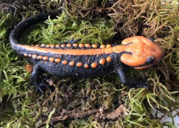 discovery of a beautiful and rare fish species in ngoc linh 128466