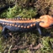 discovery of a beautiful and rare fish species in ngoc linh 128466