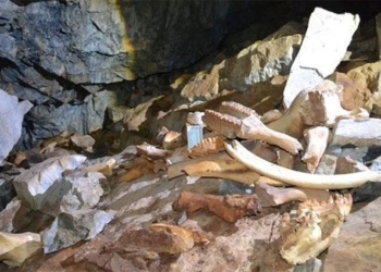 discovery of a cave filled with bones of mammoths and bears 128435