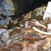 discovery of a cave filled with bones of mammoths and bears 128435