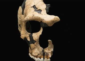 discovery of a hybrid human species left over in 3 modern countries 128651