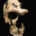 discovery of a hybrid human species left over in 3 modern countries 128651