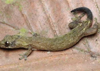 discovery of a new beautiful cactus species in cat tien national park 128439
