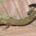 discovery of a new beautiful cactus species in cat tien national park 128439