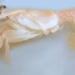 discovery of a new exoskeleton species in thai binh duong 5697