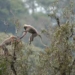 discovery of a new species in africa 5458
