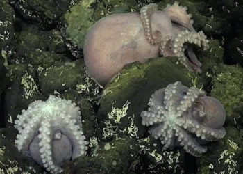 discovery of a turtle nest under the sea after 2800m 128420