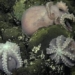 discovery of a turtle nest under the sea after 2800m 128420