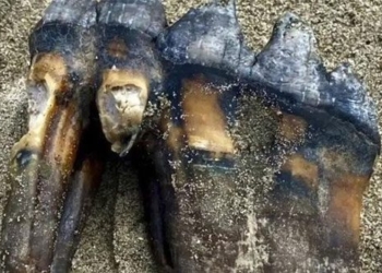 discovery of ancient marble while walking on us beach 127853