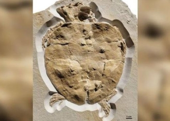 discovery of coral reef similar to the original shell of jura period turtle 128968