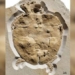 discovery of coral reef similar to the original shell of jura period turtle 128968