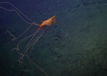 discovery of giant unusual bubbles under the sea 126869