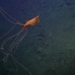 discovery of giant unusual bubbles under the sea 126869