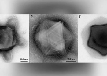 discovery of giant virus seeds in the amazon forest 128981