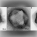 discovery of giant virus seeds in the amazon forest 128981
