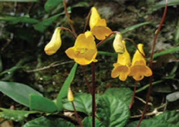 discovery of many new species of plants and animals in vietnam 127266