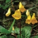 discovery of many new species of plants and animals in vietnam 127266