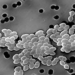 discovery of new antibiotic uc che due to drug resistance 5568