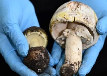 discovery of potential antidotes for the worlds most poisonous fungus 127521