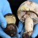 discovery of potential antidotes for the worlds most poisonous fungus 127521