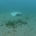 discovery of rare white catfish in australia 128626