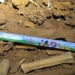 discovery of species of fossils in caves in ha long bay 127699
