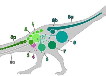 discovery of the unique digestive system of a dinosaur through bone 128901
