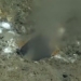 discovery of water leakage below sea level 126969