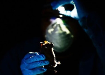 diseases in the future that could origin from where 126910