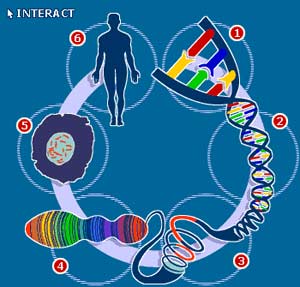 DNA