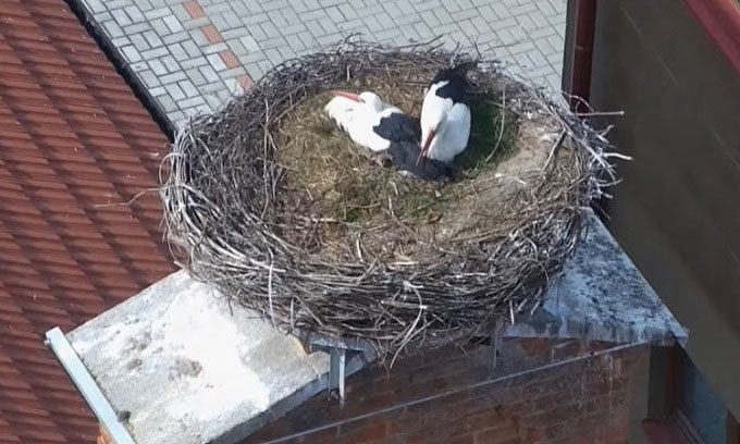 Two female storks living together and taking turns incubating eggs.