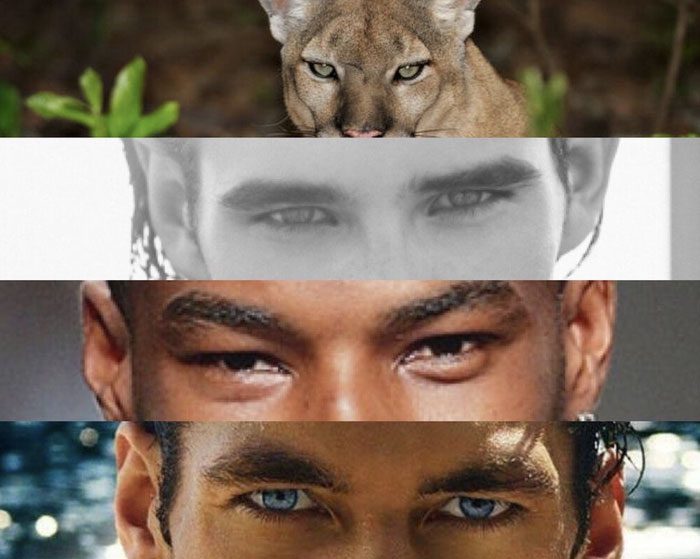 Two eyes at the front can focus on observing and processing everything in front.
