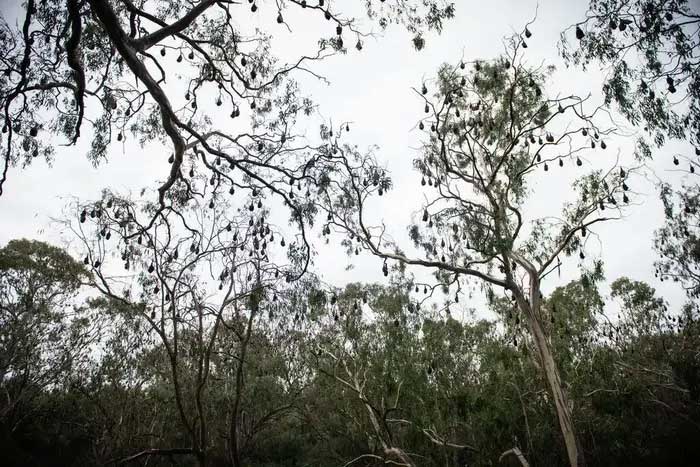 A colony of grey-headed flying foxes in Yarra Bend Park.