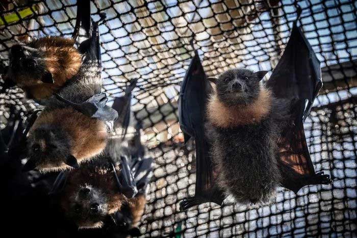 Grey-headed flying foxes at a release facility in Yarra Bend Park, Melbourne, Australia.