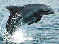 dolphin
