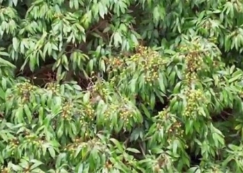 dragon fruit 1 500 years still bearing fruit in china 127875