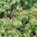 dragon fruit 1 500 years still bearing fruit in china 127875