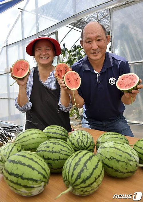 A farmer growing apple watermelon in South Korea.