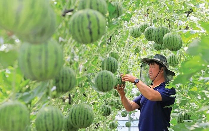 Apple watermelon is only 1/4 the size of a regular watermelon.