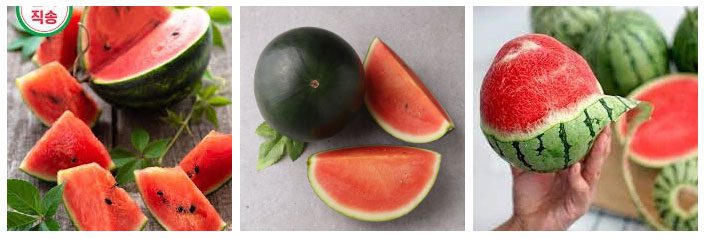 Apple watermelon is significantly sweeter than regular watermelon due to a sugar content of up to 13 degrees Brix.