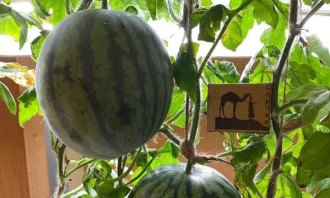 Watermelon grown at Vostok Station.
