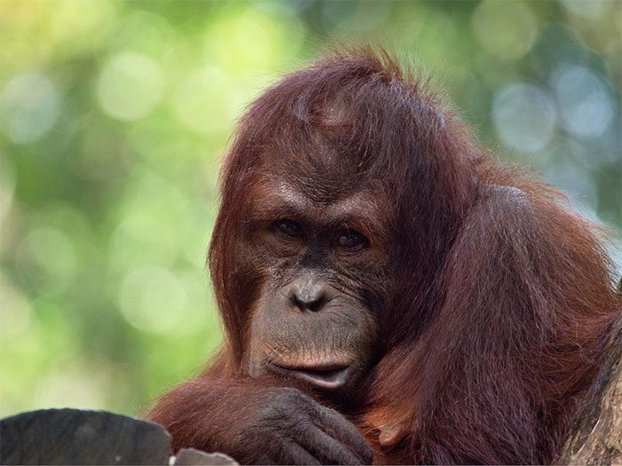 Orangutans also have the ability to produce two types of sounds simultaneously.
