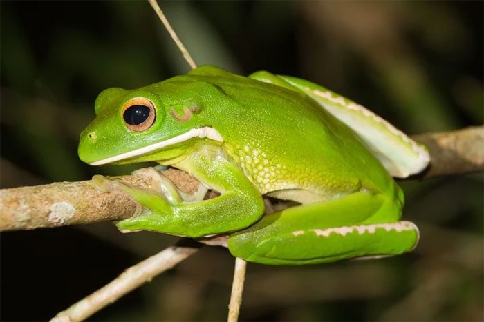 Tree Frog