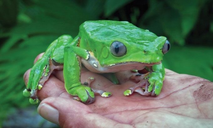 The Giant Monkey Frog secretes a compound called kambô used by indigenous shamans as a stimulant.