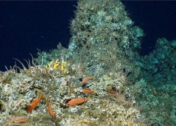ecuador discovers completely virgin corals thousands of years old never before known 126998