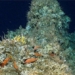 ecuador discovers completely virgin corals thousands of years old never before known 126998