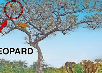 elephant and owl rescue from lion 128007