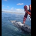 elephant approaches small boat with snake catcher on board 128545