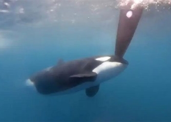 elephant sinks two boats outside gibraltar 128261
