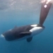 elephant sinks two boats outside gibraltar 128261